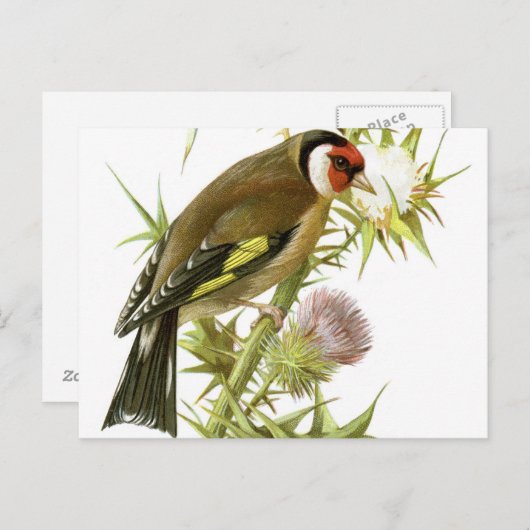 Goldfinch Briefkaart (Voorkant / Achterkant)