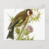 Goldfinch Briefkaart (Voorkant)