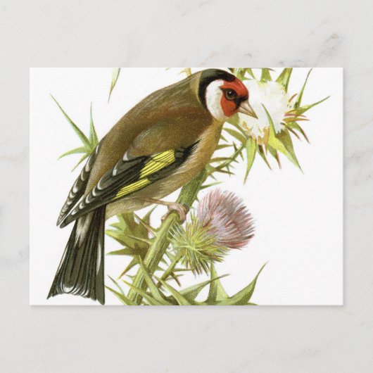 Goldfinch Briefkaart (Voorkant)