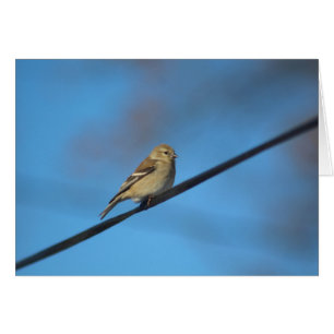 Goldfinch-briefkaart