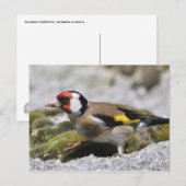 Goldfinch briefkaart (Voorkant / Achterkant)