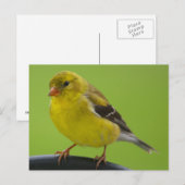 Goldfinch Briefkaart (Voorkant / Achterkant)