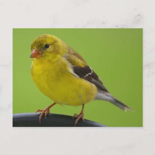 Goldfinch Briefkaart (Voorkant)