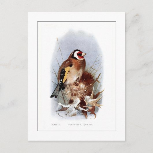 Goldfinch Briefkaart (Voorkant)