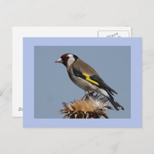 Goldfinch Briefkaart (Voorkant / Achterkant)