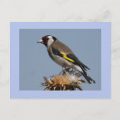 Goldfinch Briefkaart (Voorkant)