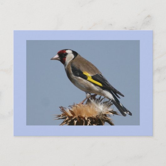 Goldfinch Briefkaart (Voorkant)