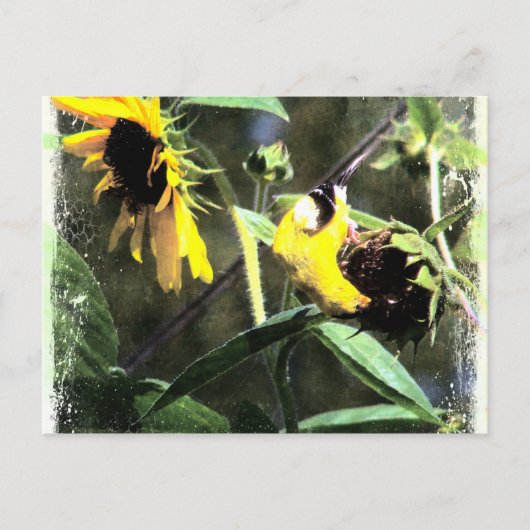 Goldfinch Briefkaart (Voorkant)