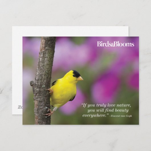 Goldfinch Briefkaart (Voorkant / Achterkant)