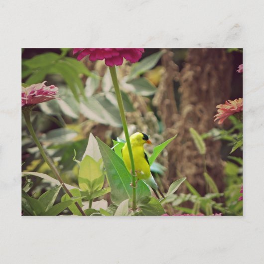 Goldfinch Briefkaart (Voorkant)