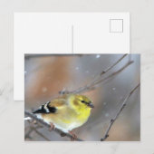 Goldfinch Briefkaart (Voorkant / Achterkant)