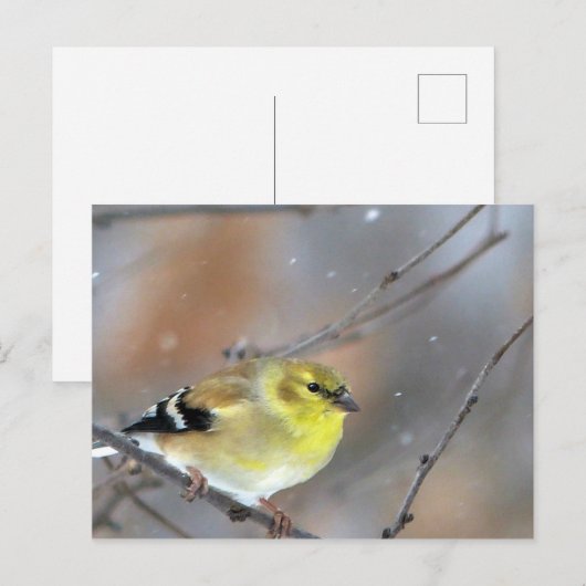 Goldfinch Briefkaart (Voorkant / Achterkant)