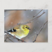 Goldfinch Briefkaart (Voorkant)