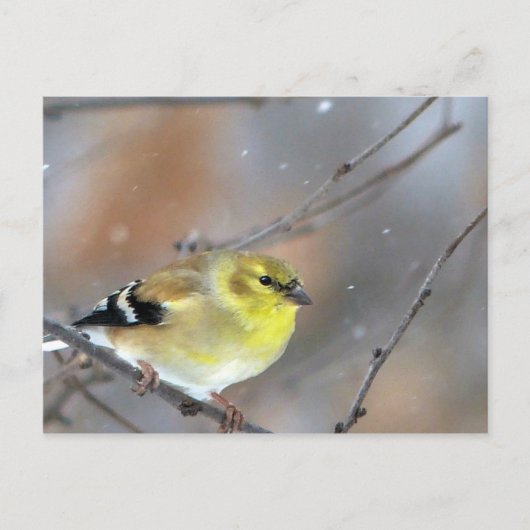 Goldfinch Briefkaart (Voorkant)
