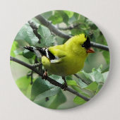 Goldfinch Button (Voorkant)