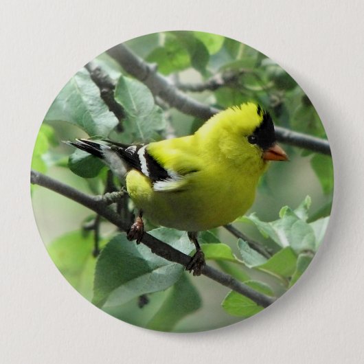 Goldfinch Button (Voorkant)