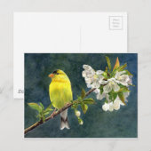 Goldfinch & Cherry Blossoms Briefkaart (Voorkant / Achterkant)