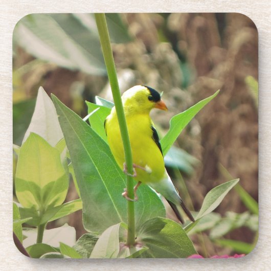 Goldfinch Drankjes Onderzetter (Voorkant)