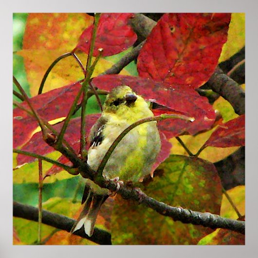 Goldfinch en Autumn Leaves Poster (Voorkant)