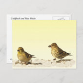 Goldfinch en Pine Siskin Briefkaart (Voorkant / Achterkant)