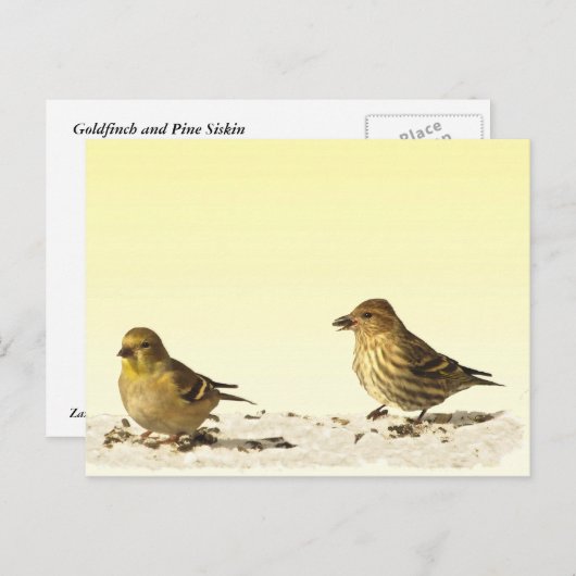 Goldfinch en Pine Siskin Briefkaart (Voorkant / Achterkant)