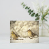 Goldfinch en Pine Siskin Briefkaart (Staand voorkant)