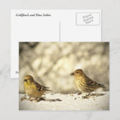 Goldfinch en Pine Siskin Briefkaart (Voorkant / Achterkant)