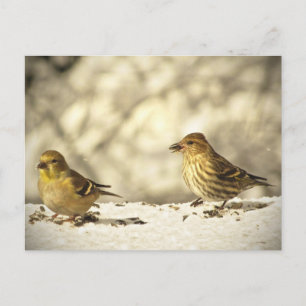 Goldfinch en Pine Siskin Briefkaart