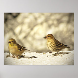 Goldfinch en Pine Siskin Poster