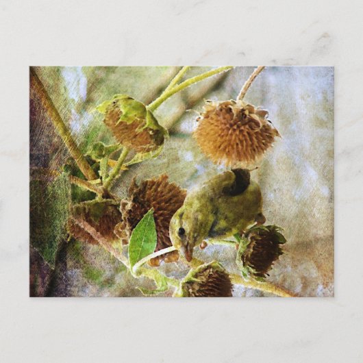 Goldfinch en zonnebloemen briefkaart (Voorkant)