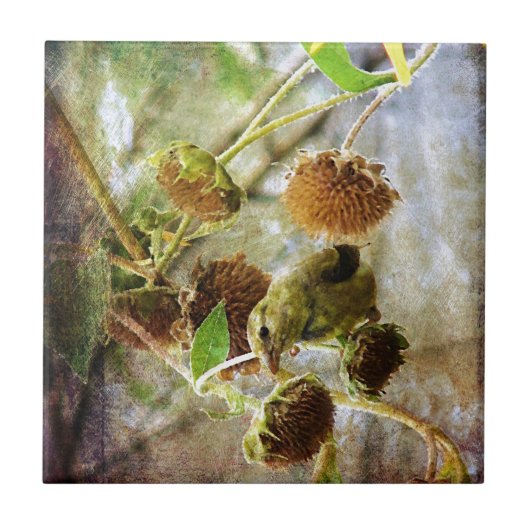 Goldfinch en zonnebloemen tegeltje (Voorkant)