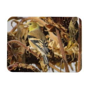 Goldfinch en zonnebloempitten Magnet Magneet