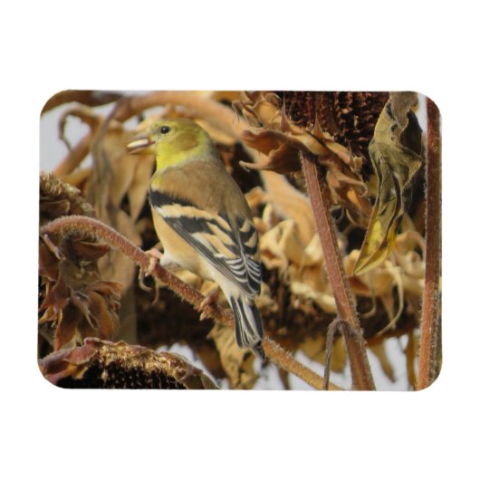 Goldfinch en zonnebloempitten Magnet Magneet (Horizontaal)