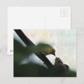 Goldfinch Feeds Chick Briefkaart (Voorkant / Achterkant)