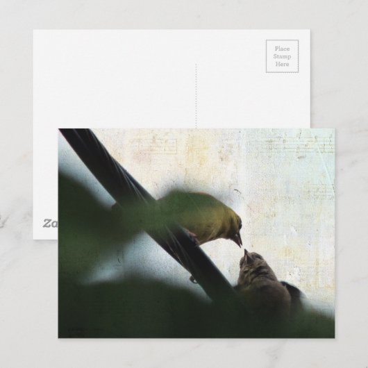 Goldfinch Feeds Chick Briefkaart (Voorkant / Achterkant)