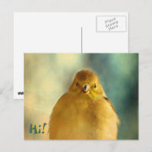 Goldfinch Foto Briefkaart (Voorkant / Achterkant)