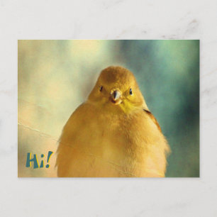 Goldfinch Foto Briefkaart