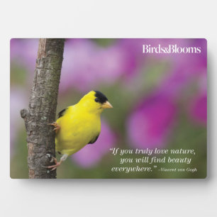 Goldfinch Fotoplaat