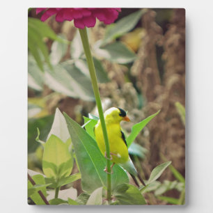 Goldfinch Fotoplaat
