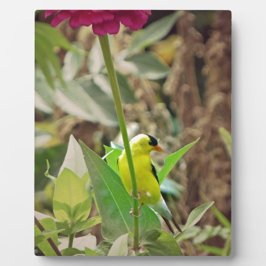 Goldfinch Fotoplaat (Voorkant)