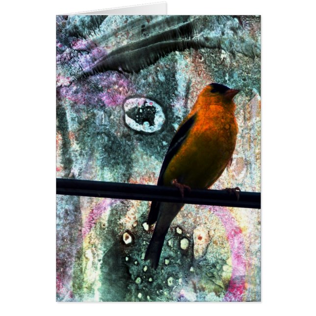 Goldfinch Grunge (Voorkant)