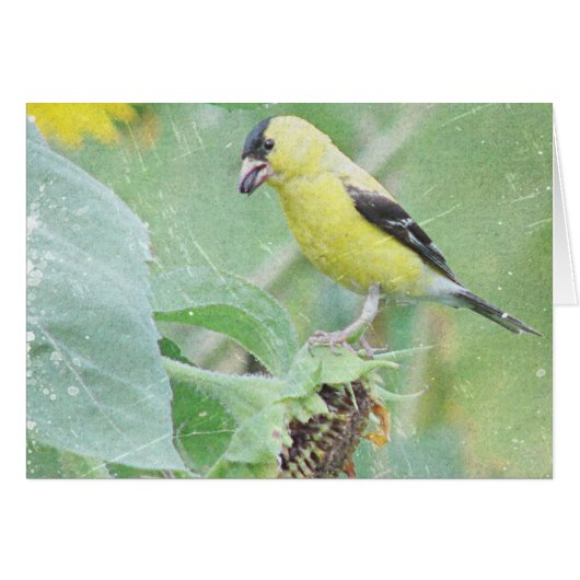 Goldfinch Grunge (Voorkant Horizontaal)