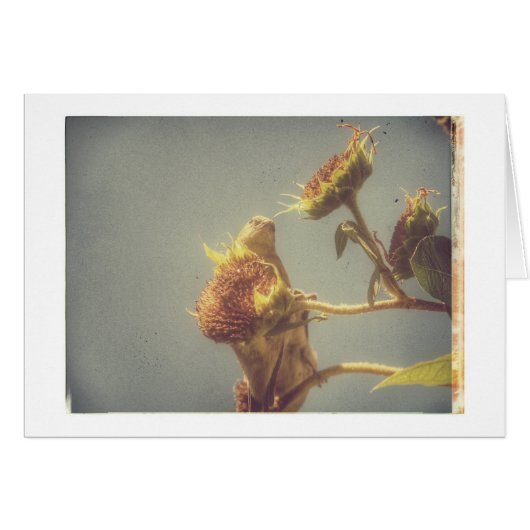 Goldfinch Grunge (Voorkant Horizontaal)