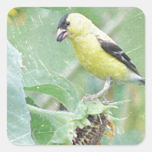 Goldfinch Grunge Vierkante Sticker (Voorkant)