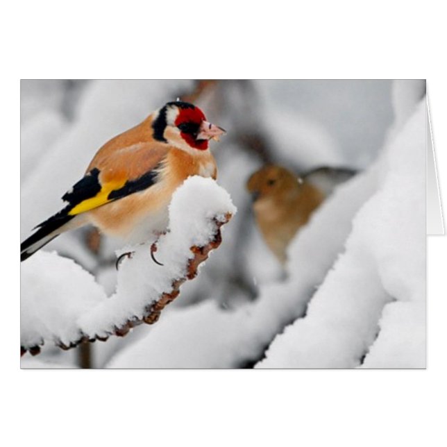 Goldfinch in sneeuw (Voorkant Horizontaal)