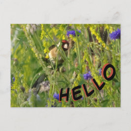 Goldfinch in Wild Flowers Field HALLO Briefkaart