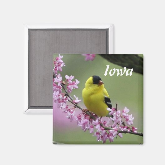 Goldfinch, Iowa State Bird Magnet (Voorkant / Achterkant)