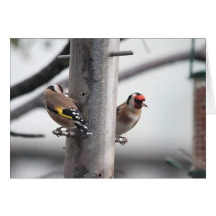 Goldfinch-kaart
