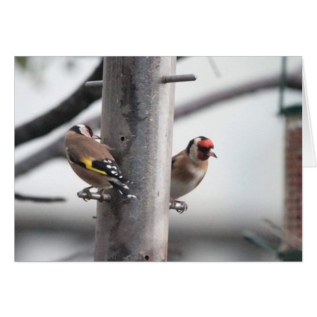 Goldfinch-kaart (Voorkant Horizontaal)