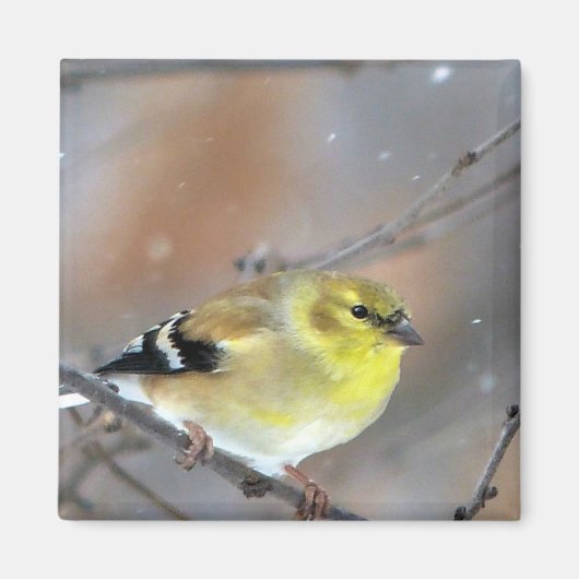 Goldfinch Magneet (Voorkant)